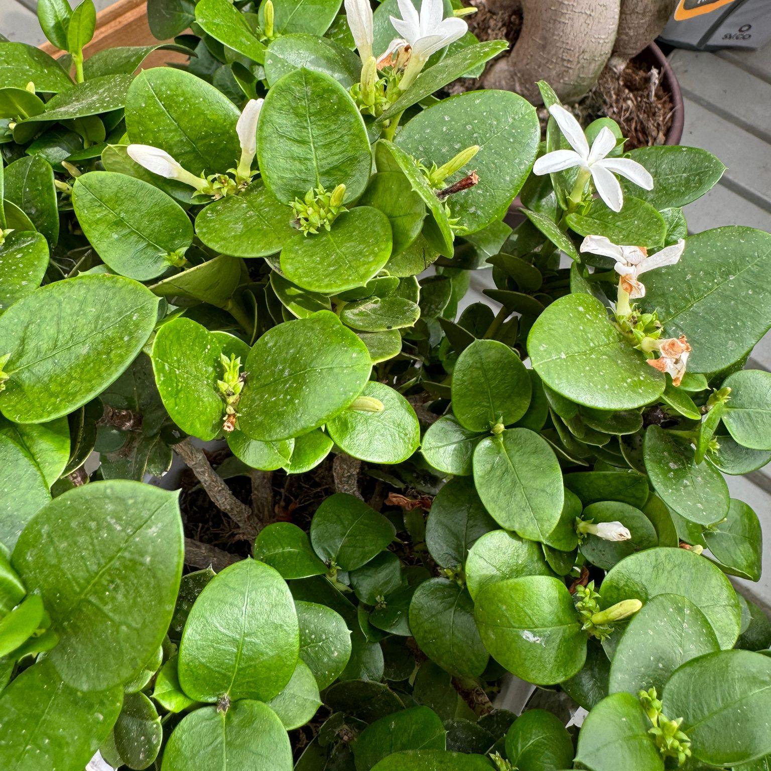 piante fiorite di stagione