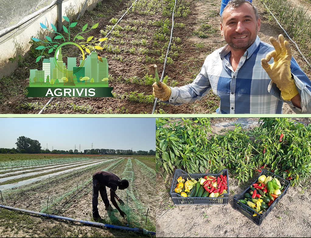 Agrivis